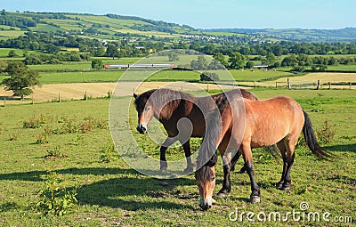 Two horses graze on a farmland Stock Photo