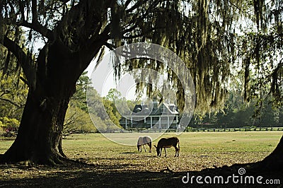 Two horses graze in a s southern garden with Live Oak Trees and Azaleas. Editorial Stock Photo