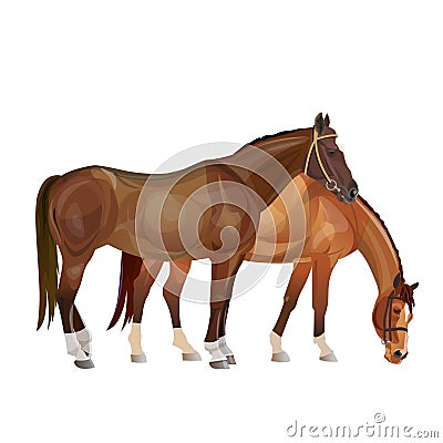 Two horses grazing Vector Illustration