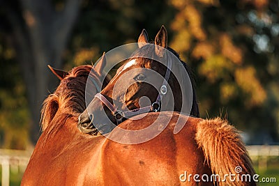 Two horses grooming, biting and scratching each other on pasture Stock Photo