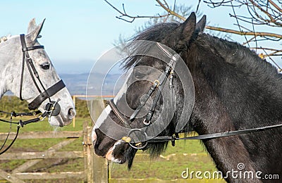 Two horses heads Stock Photo