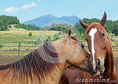 Two horses kissing Stock Photo