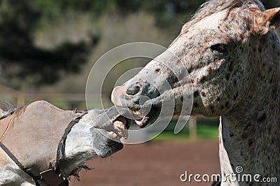 Two horses kissing with mouth open Stock Photo