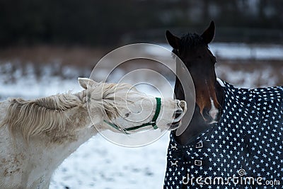 Two horses love each other. Stock Photo