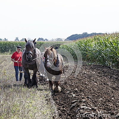 Two horses and plough in dutch field in the netherlands Editorial Stock Photo