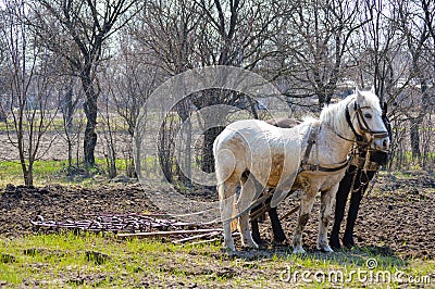 Two horses and plow in spring countryside garden Stock Photo