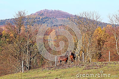 Two horses under the hill Stock Photo