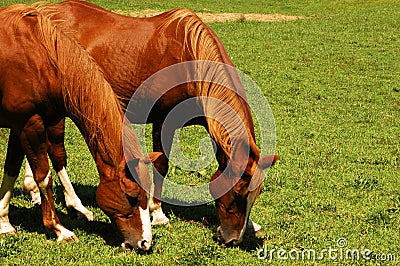 Two horses in unison Stock Photo