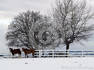 Two Horses on a Winter Day Stock Photo