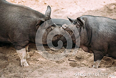 Two Household Pigs Enjoys Kissing Each Other In Farm Yard. Large Stock Photo