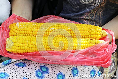 Two huge boiled cobs of corn. Krasnodar Territory, Russia. Stock Photo