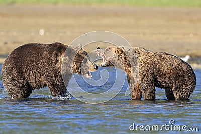 Two huge brown bear boars fighting of territory Stock Photo