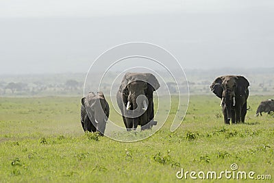 Two Huge bull elephants chasing for female at Amboseli National Park, Kenya Stock Photo