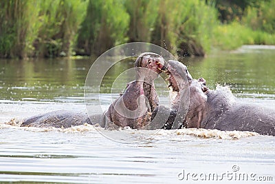 Two huge male hippos fight in water for best territory Stock Photo