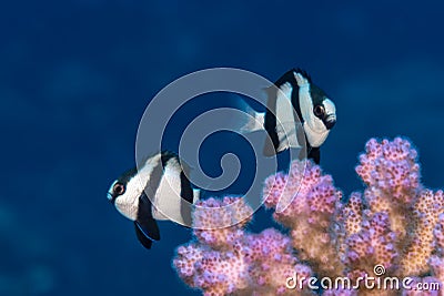 Two humbug dascyllus over coral Stock Photo