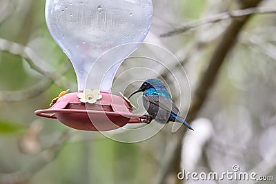 Two hummingbird bird with pink flower. hummingbirds Fiery-throated Hummingbird, flying next to beautiful bloom flower Stock Photo