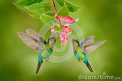 Two hummingbird bird with pink flower. hummingbirds Fiery-throated Hummingbird, flying next to beautiful bloom flower, Savegre, Co Stock Photo