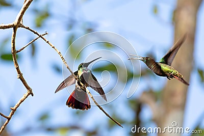 Two hummingbirds fighting over territory in the mangrove forest of Trinidad. Stock Photo