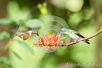 Two hummingbirds hovering next to orange flower,tropical forest, Ecuador, two birds sucking nectar from blossom in garden Stock Photo