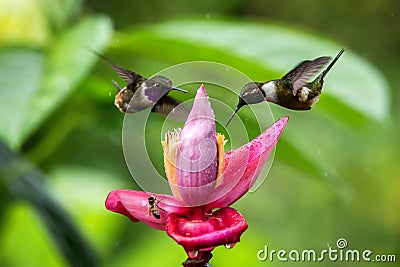 Two hummingbirds hovering next to orange flower,tropical forest, Ecuador, two birds sucking nectar from blossom in garden Stock Photo