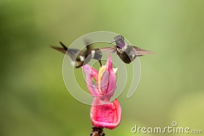 Two hummingbirds hovering next to pink flower,tropical forest, Colombia, bird sucking nectar from blossom in garden Stock Photo