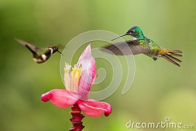 Two hummingbirds hovering next to pink flower,tropical forest, Colombia, bird sucking nectar from blossom Stock Photo