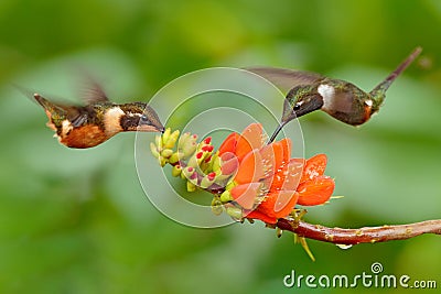 Two hummingbirds with pink flower, in flight. Flight of Purple-throated Woodstar, Calliphlox mitchellii, in the bloom flower, Stock Photo