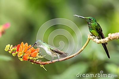 Two hummingbirds sitting on branch with orange flower, hummingbird from tropical forest,Colombia,bird perching Stock Photo