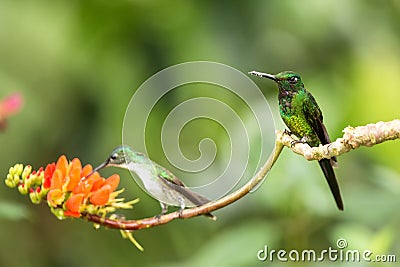 Two hummingbirds sitting on branch with orange flower, hummingbird from tropical forest,Colombia,bird perching Stock Photo