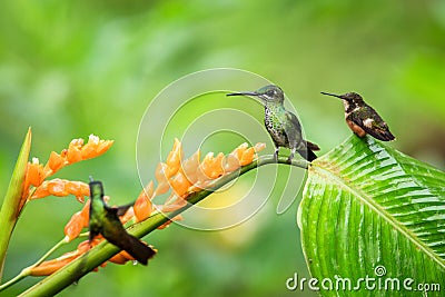 Two hummingbirds sitting on leave orange flower,tropical forest,Ecuador,birds sucking nectar from blossom in garden Stock Photo