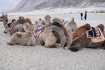 Two humps camel or Bactrian camel waiting in the desert of leh for tourist Editorial Stock Photo