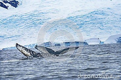 Two Humpback Whales Blue Iceberg Water Charlotte Harbor Antarctica Stock Photo