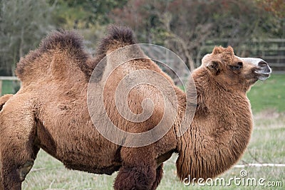Two humped brown furry bactrian camel photographed at Port Lympne Safari Park in Kent, UK Stock Photo