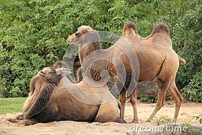 Two-humped camel Stock Photo