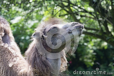 Two-humped camel - Camelus bactrianus with grey brown fur looking up in Zoo Cologne Stock Photo