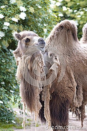 Two-humped camel - Camelus bactrianus with grey brown fur looking up in Zoo Cologne Stock Photo