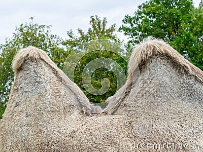 A two humped camel in the city park. Camel walking in the park Stock Photo