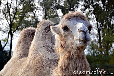 Two-humped camel Stock Photo