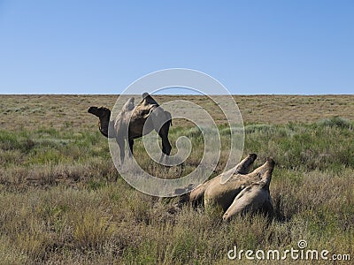 Two-humped camels Stock Photo