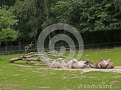 Two-humped camels in a zoo Stock Photo