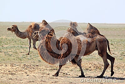 Two humps camel in the desert of Kazakhstan Stock Photo