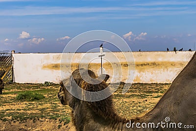 Two-humps camel is in its aviary Stock Photo