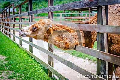 Two humps camel in its pen petting farm zoo outdoors captive animal domesticated brown fluffy Stock Photo