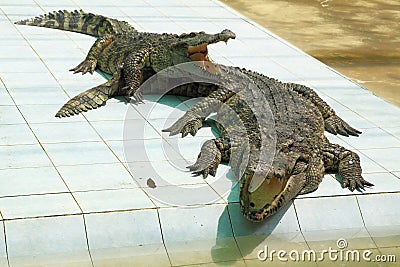 Two hungry crocodiles with open mouths Stock Photo