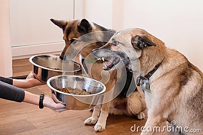 Two hungry dogs are waiting for feeding. Stock Photo