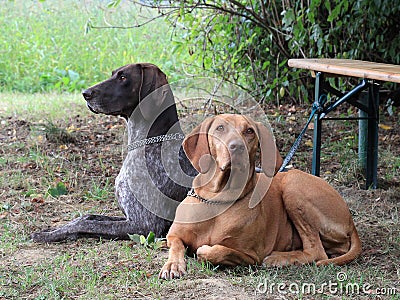 Two hunting dogs lying on the edge Stock Photo