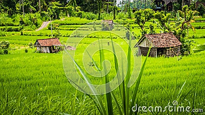 Two huts in Lush green Rice tarrace in Sidemen, Bali, Indonesia Stock Photo