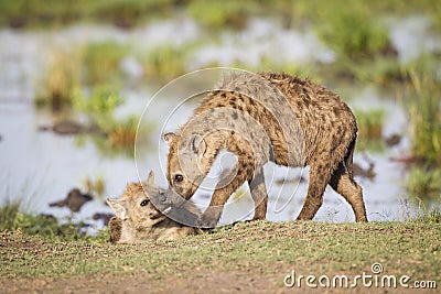 Two Hyenas Stock Photo