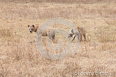 Two hyenas in Savanna of Tanzania, Africa, Crocuta crocuta, spotted hyena Stock Photo