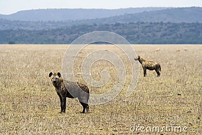Two hyenas standing, watching Stock Photo